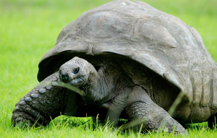 Is your tortoise acting weird, this is why! header photo