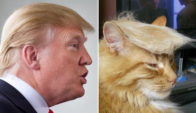 10 Cats Who Are Angrier Than Donald Trump image