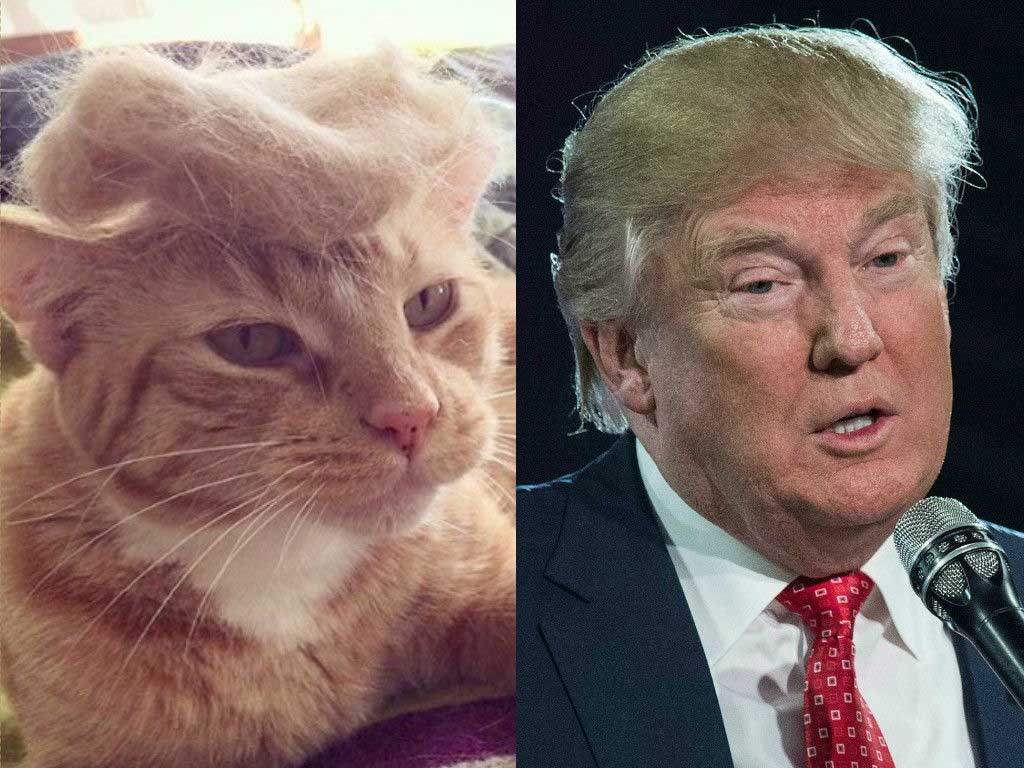 10-cats-who-are-angrier-than-Donald-Trump-image