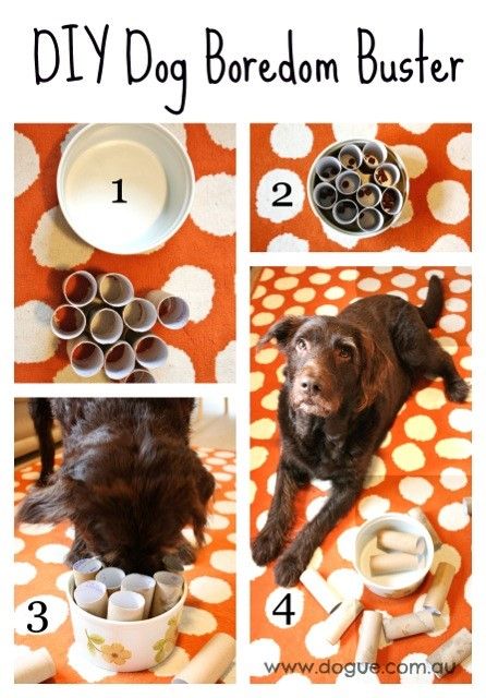 6 DIY toys you could make for your dog image