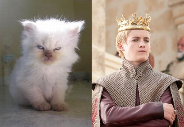 11 adorable cats who resemble Game Of Thrones characters image