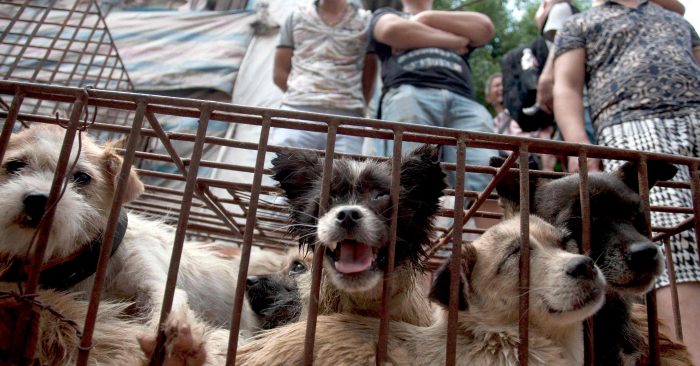What You Need to Know About Yulin Festival