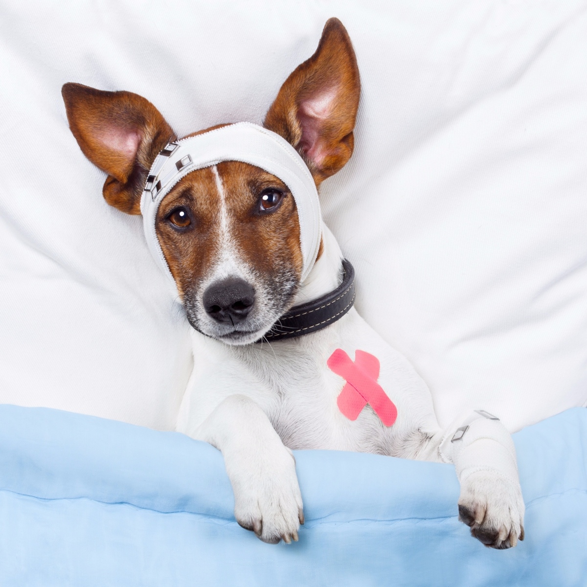 Important First Aid Tips for Your Pet image