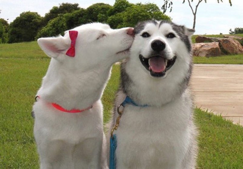 8 times dogs were your relationship goals image