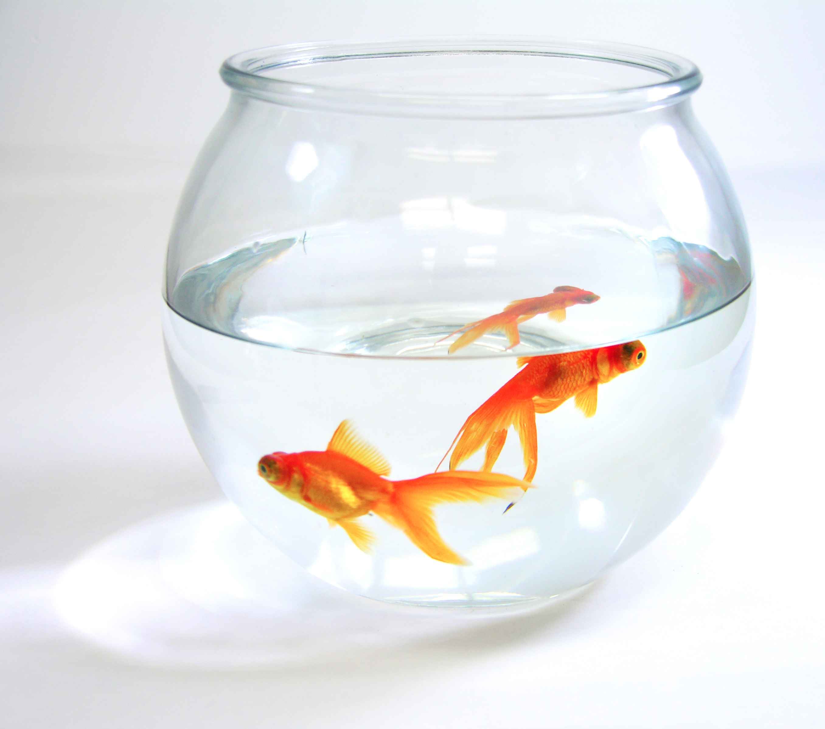 Goldfish 3 Second Memory Myth-busted image