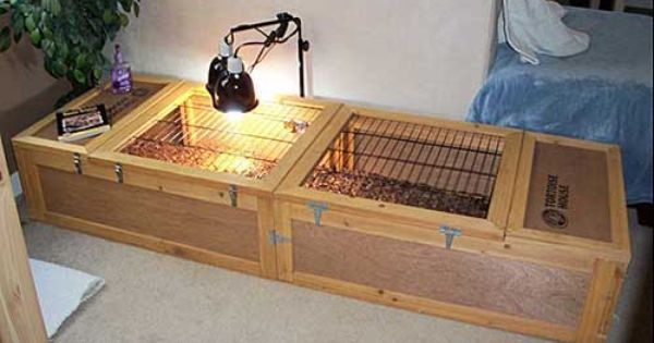 Important Facts About Pet Tortoise Housing image