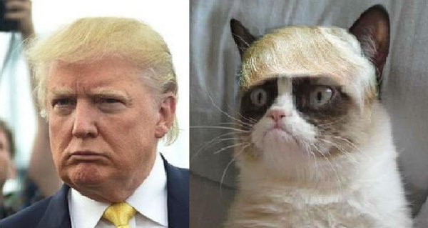 10 Cats Who Are Angrier Than Donald Trump image