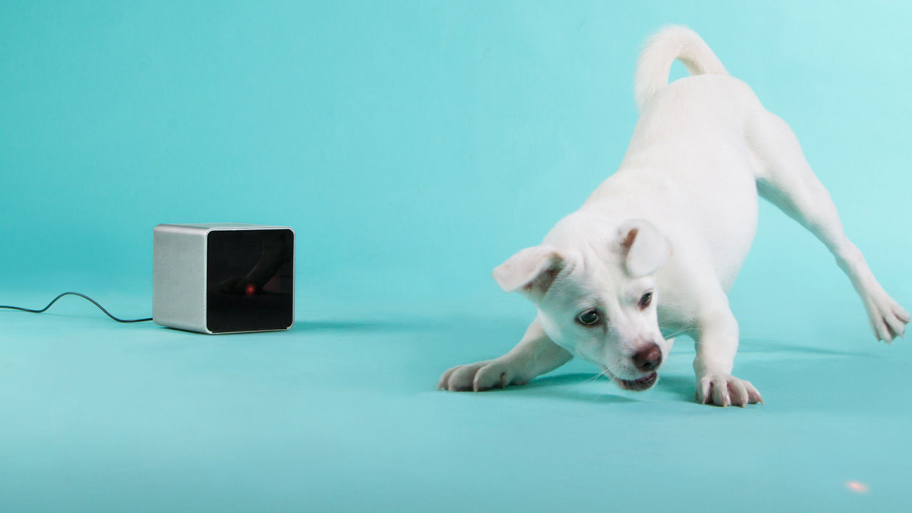 5 gadgets that let you remotely care for your pets image