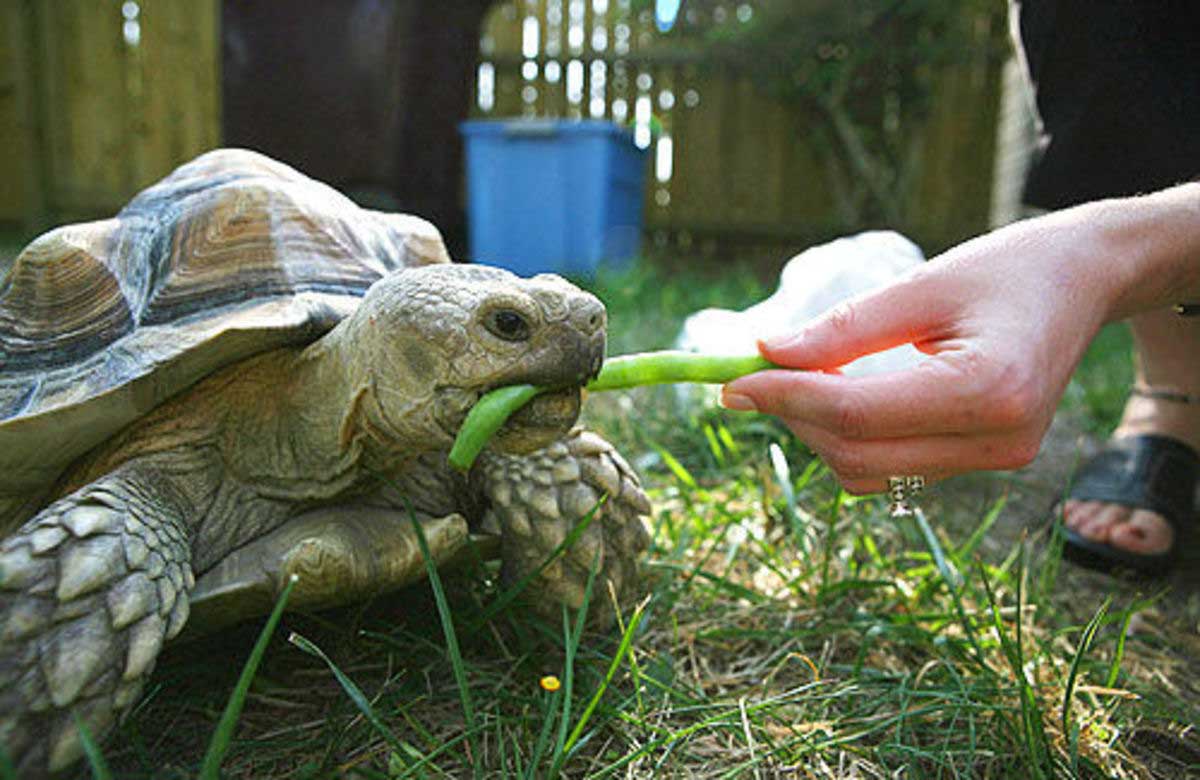 Is your tortoise acting weird, this is why! image