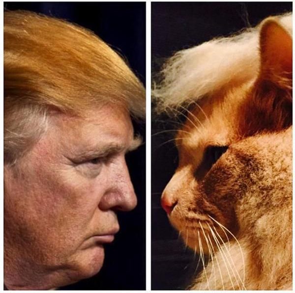 7-cats-who-are-angrier-than-Donald-Trump-image