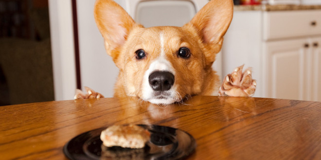 3 home food recipes that you could make for your dog image