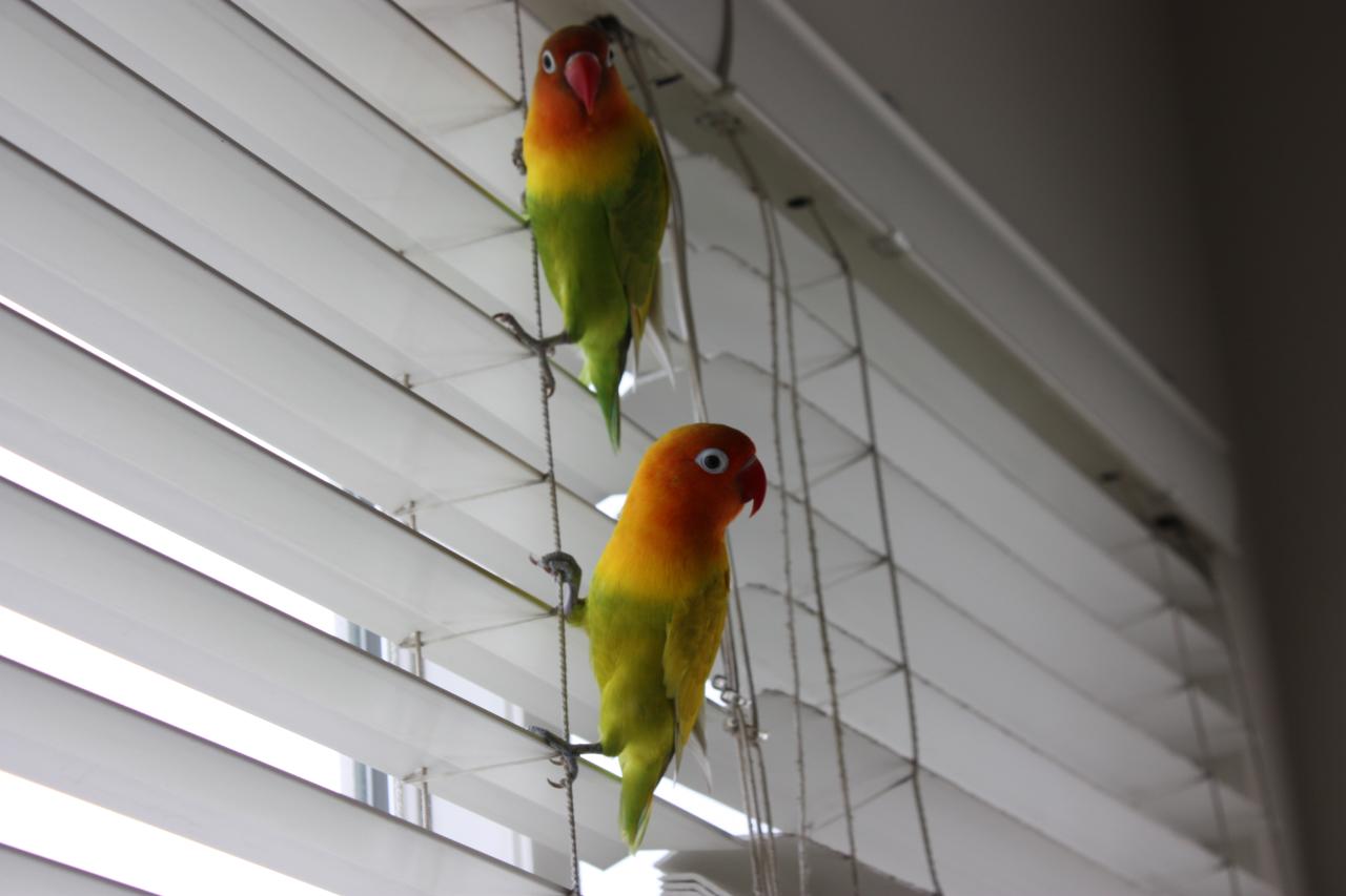 How to take proper care of your love birds image