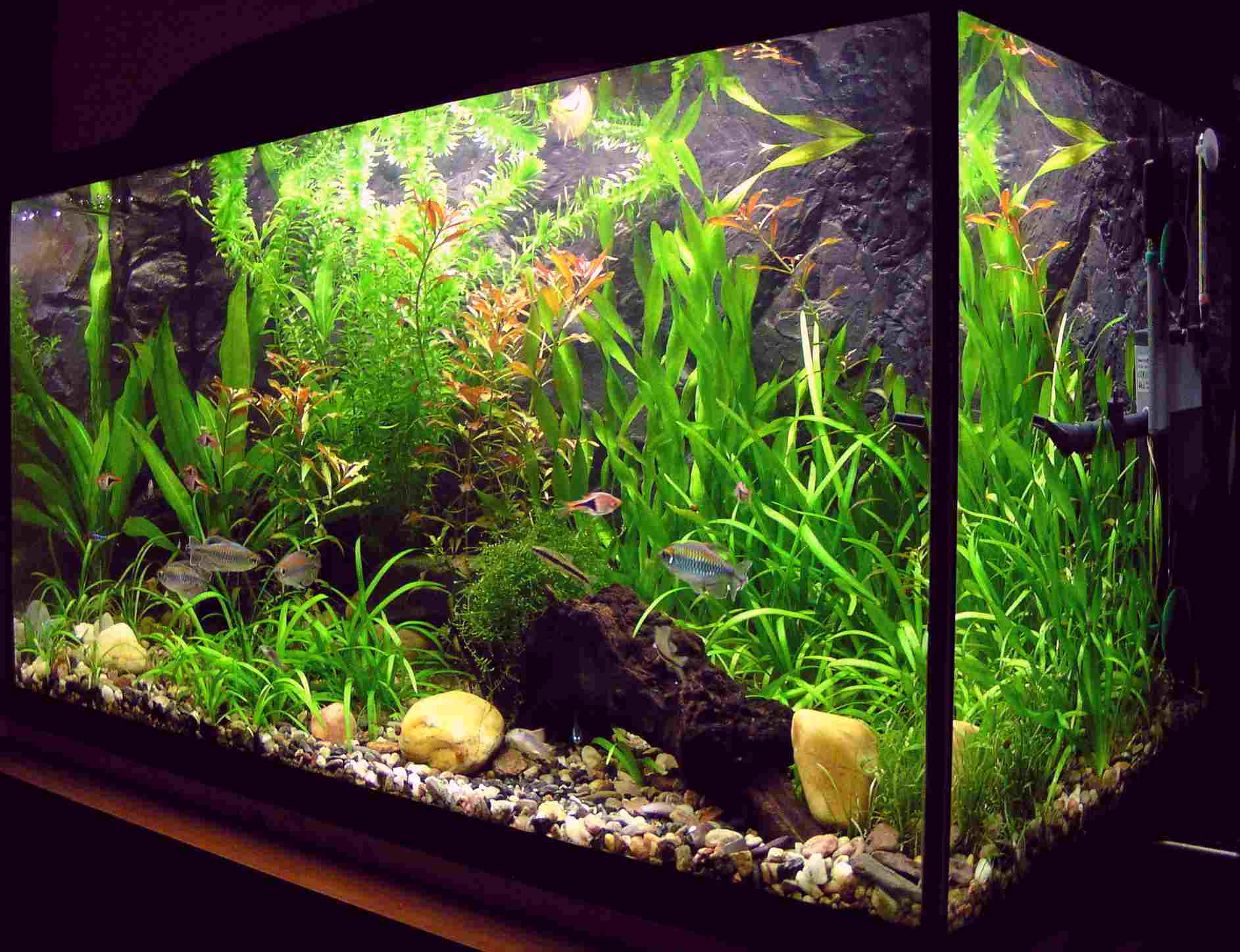 8 Things You Need to Setup Your Own Little Aquarium image