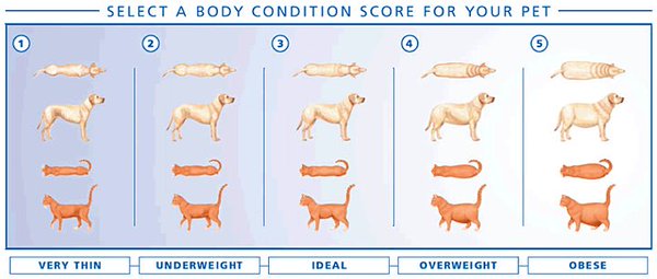 is your dog overweight header photo image