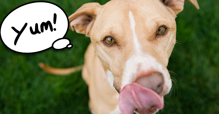 3 Most Weird Behaviours Displayed by Dogs image