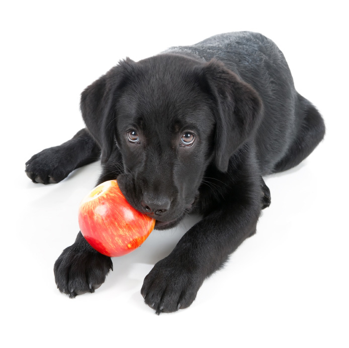 Fruits and Vegetables that make your dog healthy image