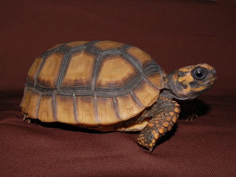 What Tortoise Is Right for Me image