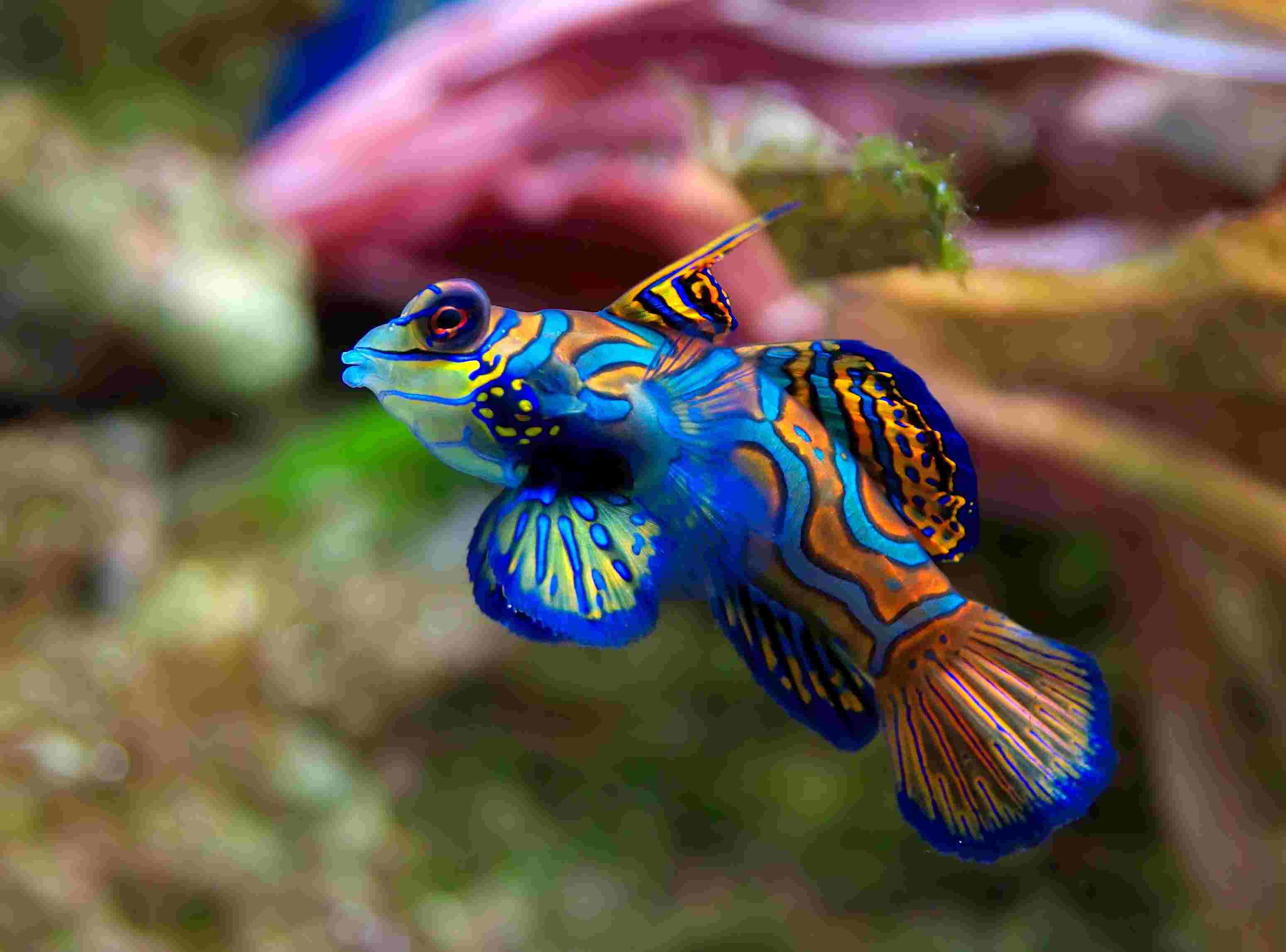 What Should You Name Your Pet Fish? Here are Interesting Suggestions image