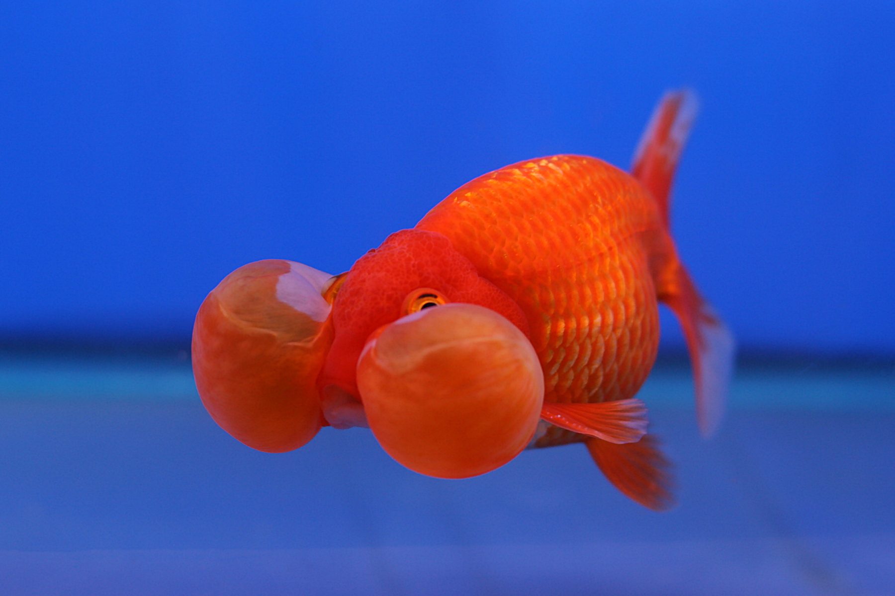 Goldfish 3 Second Memory Mythbusted