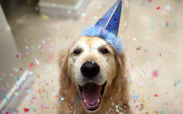 Easy and fun ideas to celebrate your puppy's first birthday header photo