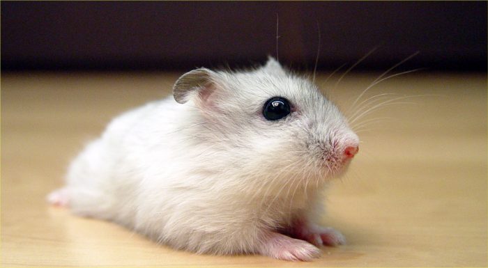 Vital Facts You Need To Know About Dwarf Hamsters image