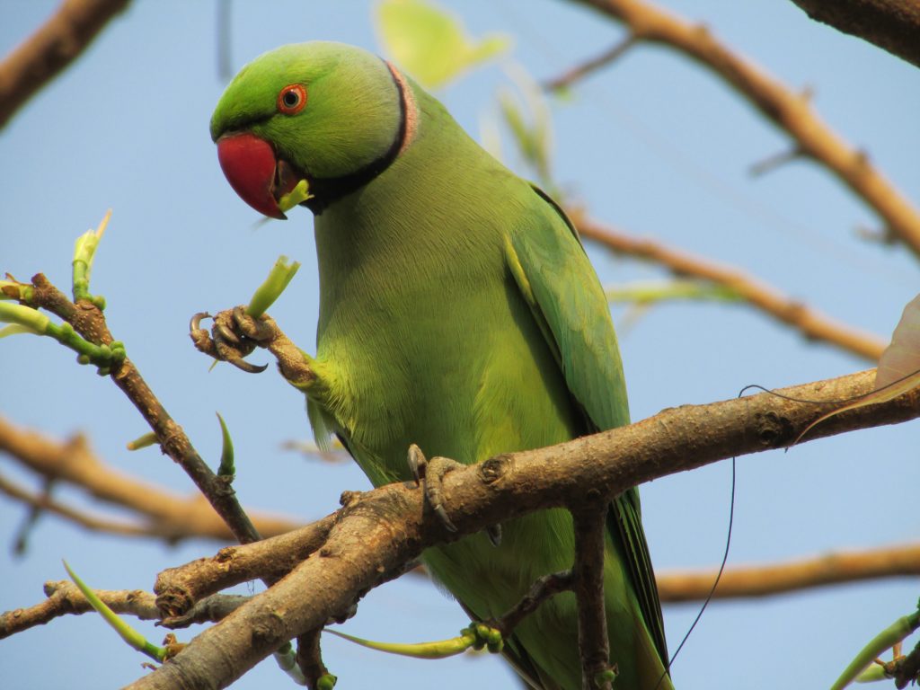8 Intriguing Realities about parrots you didn't know image
