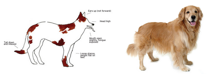 How to Read Your Dog's Body Language image