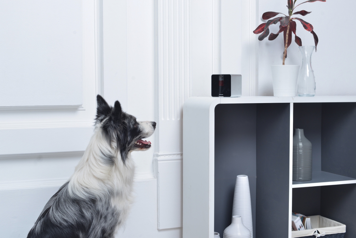 5 gadgets that let you remotely care for your pets header photo Header