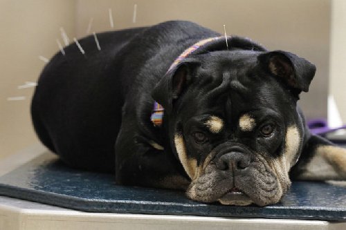 How Can Acupuncture Benefit Your Dog's Health? image