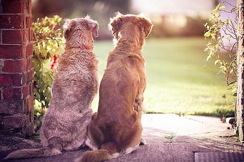 8 times dogs were your relationship goals image