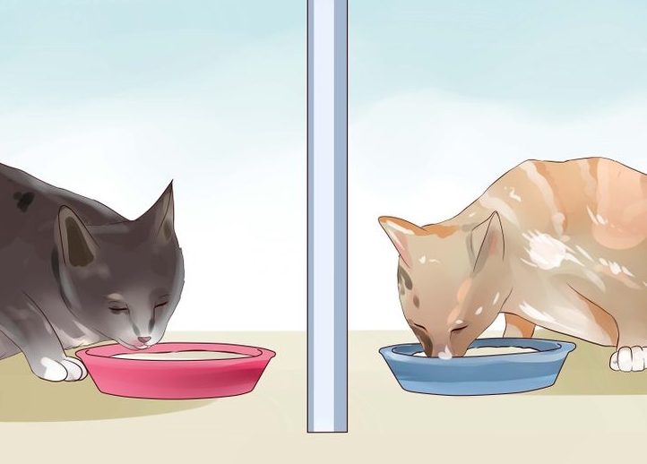 Here is How to introduce a new Cat to Your Old One At Home image