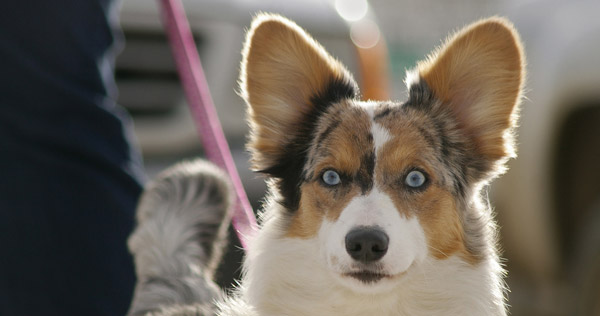 4 Things You Don’t Know About Your Dog’s Ears (But Should) image