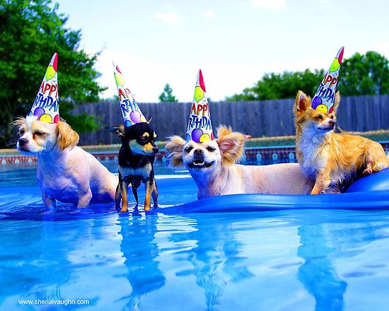 Easy and fun ideas to celebrate your puppy's first birthday image