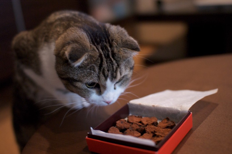 5 human foods you should never share with your cat image