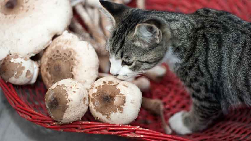 5 human foods you should never share with your cat. image