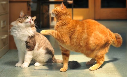 Here is How to introduce a New Cat to Your Old One At Home image