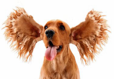 4 Things You Don’t Know About Your Dog’s Ears (But Should) imag