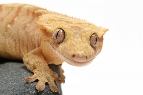 Why Do Geckos Make Good Pets? image