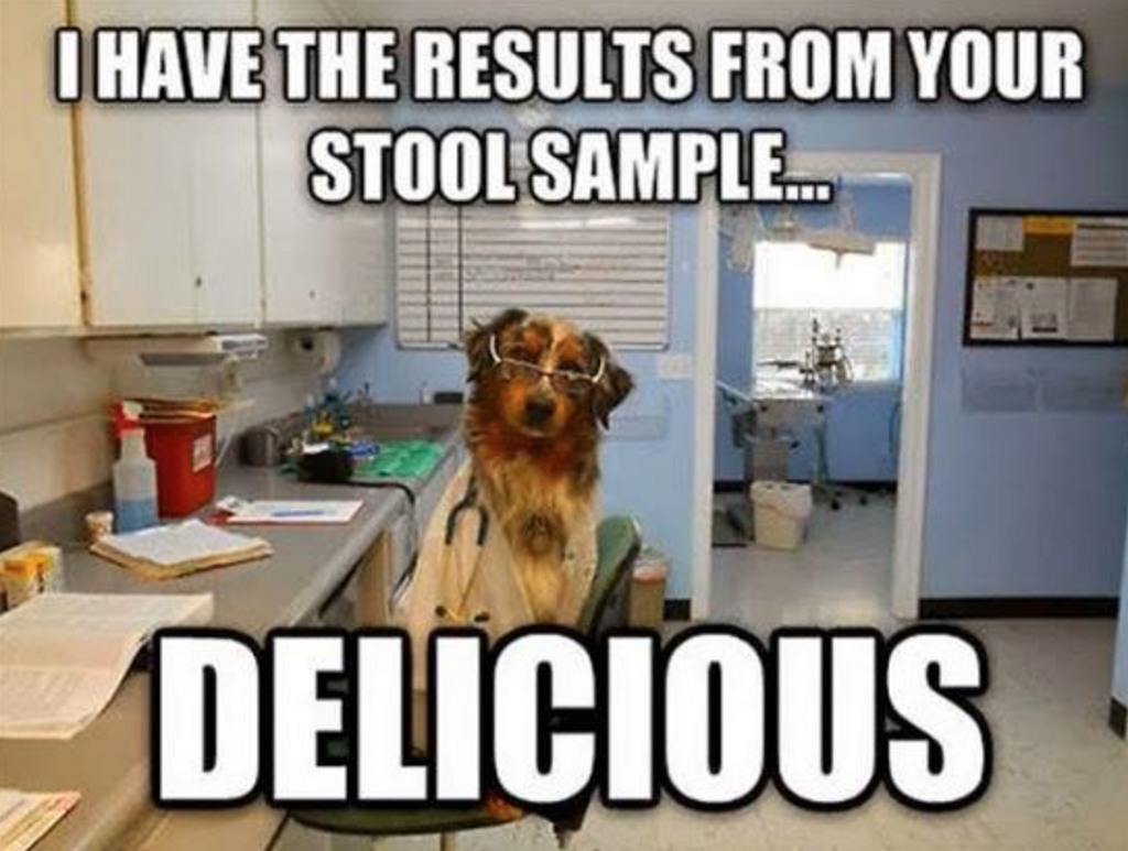 doctor-dog-stool-sample1-compressed