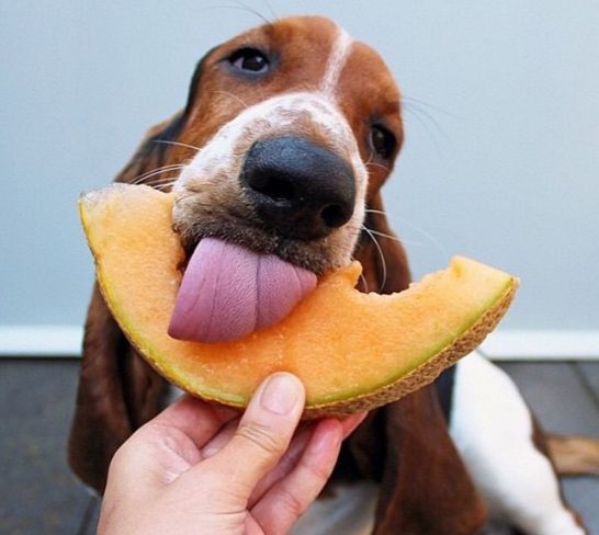 Fruits and Vegetables that make your dog healthy