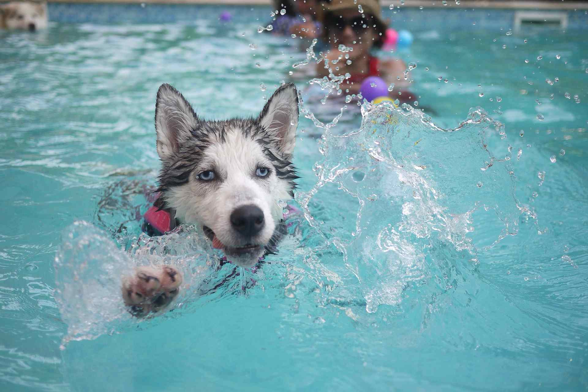Top 5 Activities You Can Do With Your Dog This Summer image