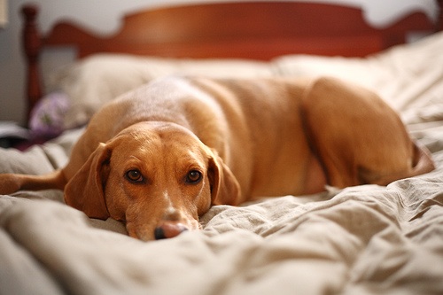 10 things dogs do when they are home alone image
