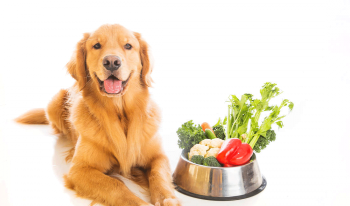 dog-vegetables-food-bowl