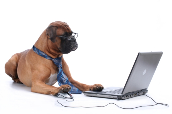 Three Sharp Business Lessons Entrepreneurs Can Learn From Dogs image