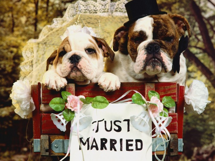 8 Times Dogs Were Your Relationship Goals image