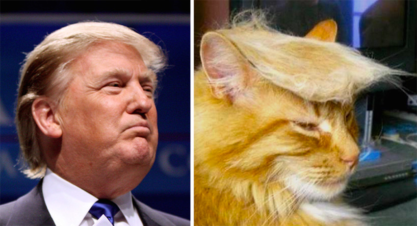 10 cats who are angrier than Donald Trump image