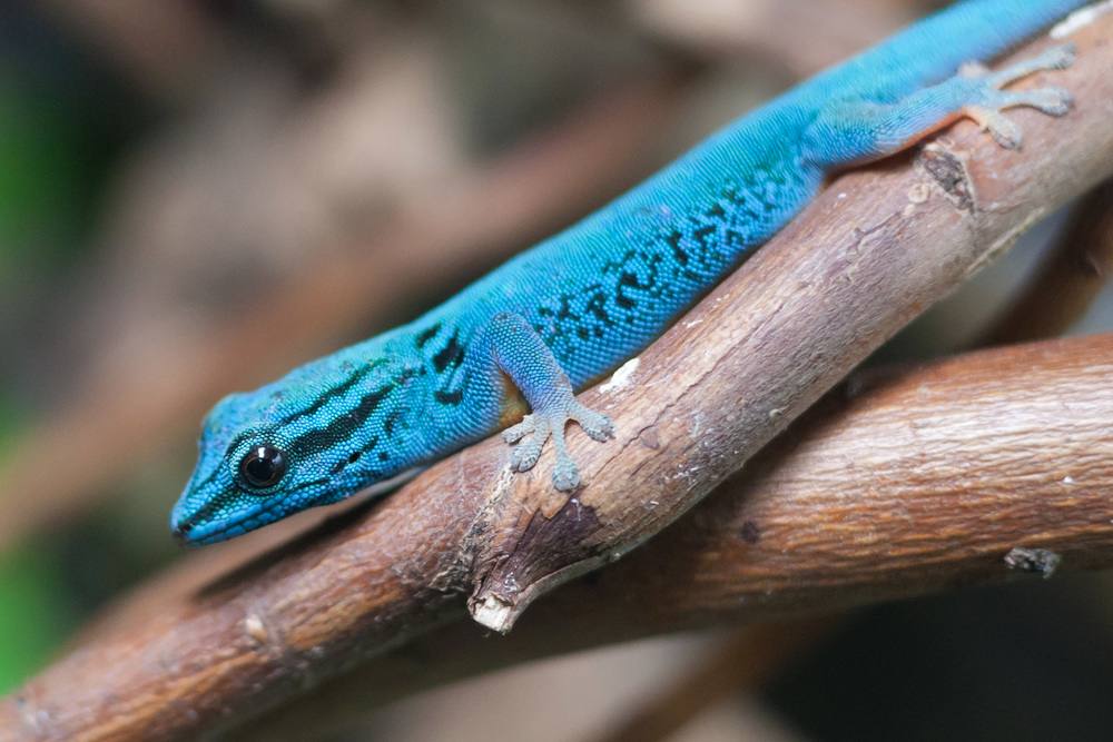 Why Do Geckos Make Good Pets? images