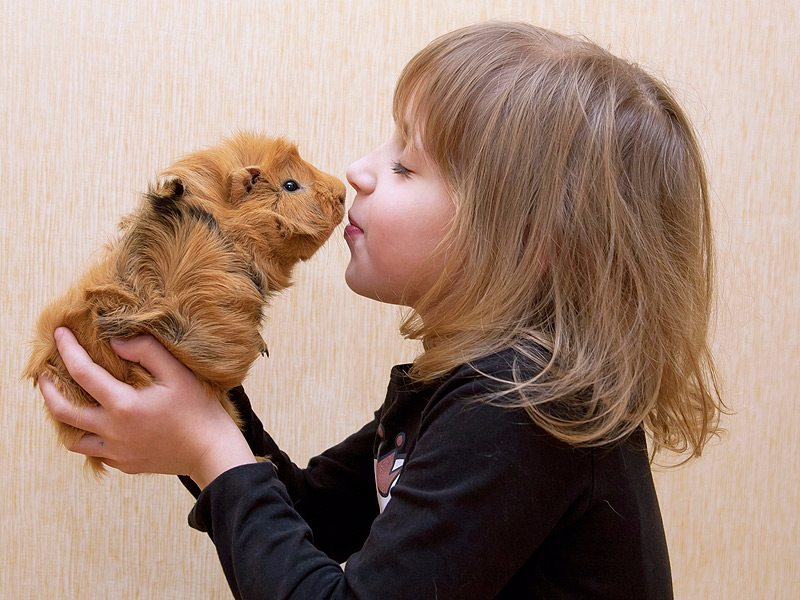 Pets Your Kids Will Adore image