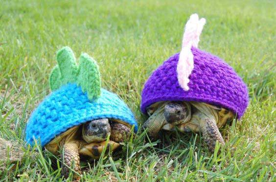 Is your tortoise acting weird, this is why! image
