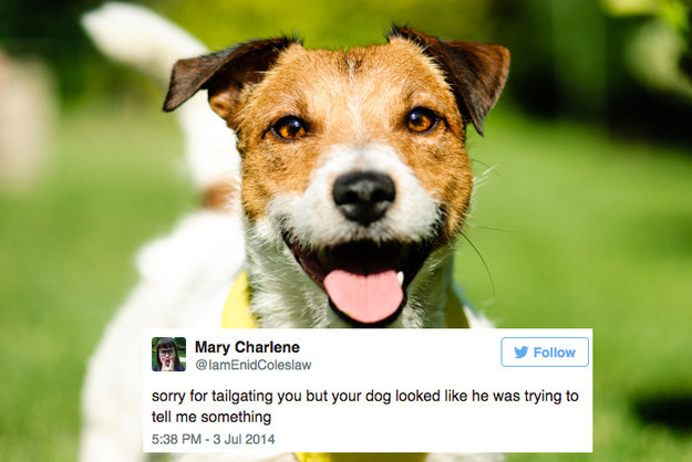7 tweets about dogs that’ll make your morning. image